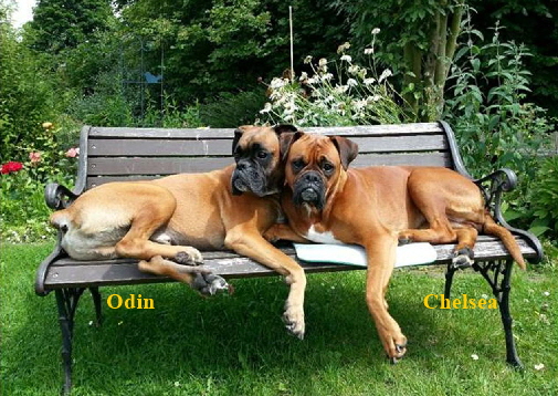 Odin_Chelsea